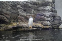 Duesseldorf Aquazoo 005