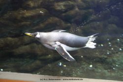Duesseldorf Aquazoo 006