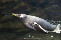 Duesseldorf Aquazoo 007