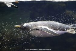 Duesseldorf Aquazoo 008