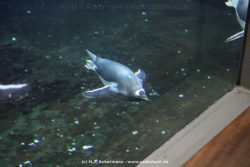 Duesseldorf Aquazoo 009