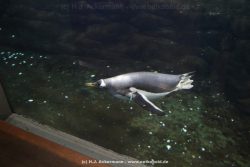 Duesseldorf Aquazoo 010