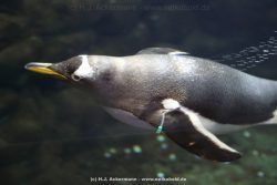 Duesseldorf Aquazoo 011