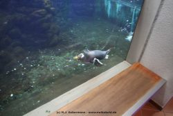 Duesseldorf Aquazoo 012
