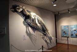 Duesseldorf Aquazoo 014