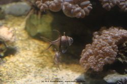 Duesseldorf Aquazoo 016