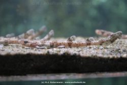 Duesseldorf Aquazoo 017