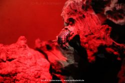 Duesseldorf Aquazoo 019