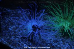 Duesseldorf Aquazoo 024