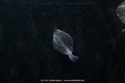 Duesseldorf Aquazoo 025