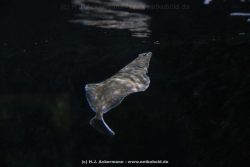 Duesseldorf Aquazoo 026