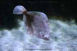 Duesseldorf Aquazoo 027