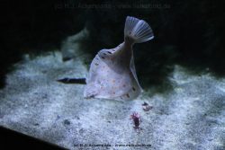 Duesseldorf Aquazoo 028