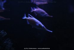 Duesseldorf Aquazoo 029