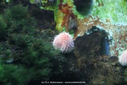 Duesseldorf Aquazoo 030