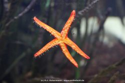 Duesseldorf Aquazoo 031