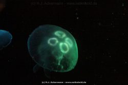 Duesseldorf Aquazoo 033
