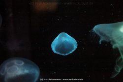 Duesseldorf Aquazoo 034