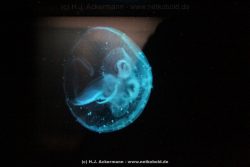 Duesseldorf Aquazoo 035