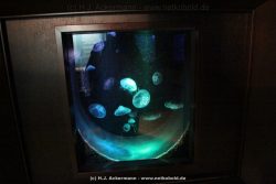 Duesseldorf Aquazoo 036