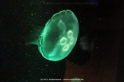 Duesseldorf Aquazoo 039