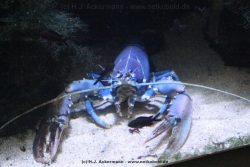 Duesseldorf Aquazoo 043