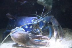 Duesseldorf Aquazoo 044