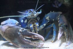 Duesseldorf Aquazoo 045