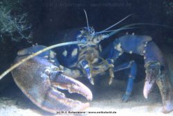 Duesseldorf Aquazoo 046
