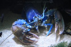 Duesseldorf Aquazoo 047