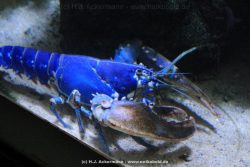 Duesseldorf Aquazoo 048