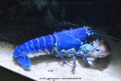 Duesseldorf Aquazoo 049