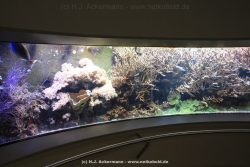 Duesseldorf Aquazoo 050