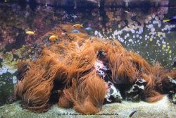 Duesseldorf Aquazoo 051