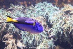 Duesseldorf Aquazoo 052