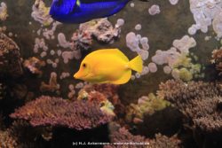 Duesseldorf Aquazoo 053