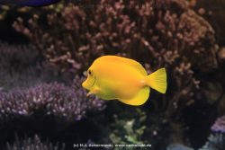 Duesseldorf Aquazoo 054