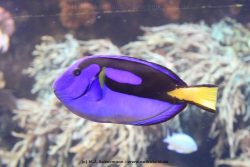 Duesseldorf Aquazoo 055