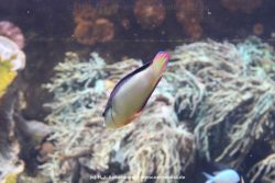 Duesseldorf Aquazoo 056