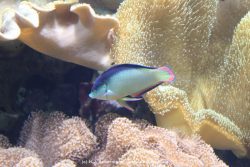 Duesseldorf Aquazoo 057