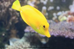 Duesseldorf Aquazoo 058