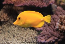 Duesseldorf Aquazoo 059