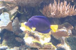 Duesseldorf Aquazoo 060
