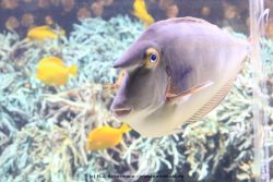 Duesseldorf Aquazoo 061