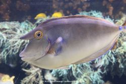 Duesseldorf Aquazoo 063