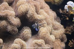 Duesseldorf Aquazoo 065