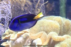 Duesseldorf Aquazoo 066