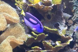 Duesseldorf Aquazoo 067