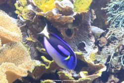 Duesseldorf Aquazoo 068