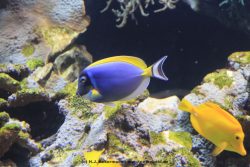 Duesseldorf Aquazoo 071